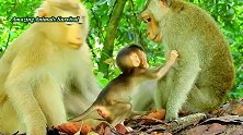 猴子在练习爬树吗