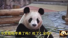 熊猫良浜开启jpg模式“失忆”1分钟静止不动，呆萌表情超可爱