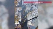 宁波一棵500余年的古银杏树起火，村委会回应
