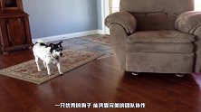 妈妈出门发现落了东西，转身开门却看见这一幕，狗狗的反应亮了