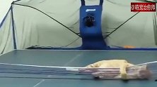 主人每次发球猫咪都能给挡回来，乒乓球技术不错嘛！