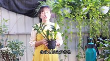 秋季给石斛兰浇水有讲究，掌握好这些技巧，越浇越旺
