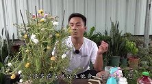 太阳花开花不停歇，主要还是靠它的功劳
