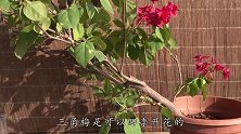 两杯啤酒灌在花盆里，三角梅二次开花，叶绿枝旺，红花呼呼开爆盆
