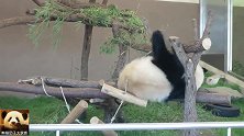 精力充沛的熊猫宝宝彩浜自娱自乐，一刻不闲着，将卖萌进行到底