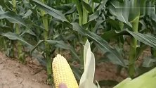 多抗多用途超级玉米：猛牛九号，一亩地收入2000多元很轻松