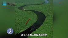 30米泰坦巨蟒地球上4种最大的蛇,第一名早已灭绝