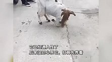 男子伏羊节宰山羊时其跪地求饶，买家：感觉它通人性，没舍得杀