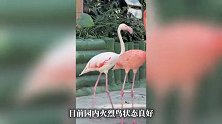 火烈鸟冷得发抖？网友调侃“天冷记得穿秋裤”，动物园回应