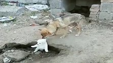 小奶狗：妈妈，干嘛把我扔下坑，我害怕！