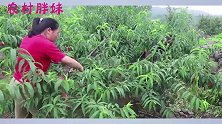 胖妹百亩桃园收成不好，价格更惨今年亏损几百万，奶奶：我补给你