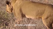 动物：500斤狮子饿了3天偷袭角马，眼睛都要挑花了