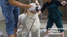 怎样给拉布拉多洗澡？全套方案，细心呵护好你的拉拉