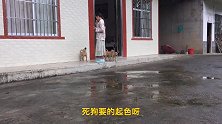 小伙途径美女家，美女人没出来，4条土狗倒先出来招呼了