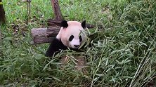 科小（福娃），你还记得大明湖畔的么么儿吗？