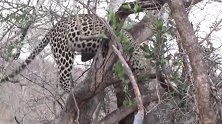 花豹捕获一头犀牛，想带到树上慢慢享用，不料猎物太重摔惨