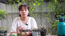 入秋后养多肉，教你3招养好它的根，长壮出状态更容易