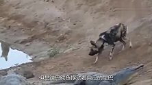 鳄鱼在岸边休息，不料一群野狗围了过来，鳄鱼却是这反应