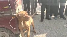 比特在狗市横行霸道，见狗就咬，狗贩子用大铁夹把它制服！