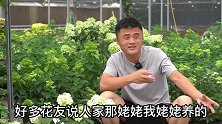 发酵淘米水可以浇花吗？什么情况下可以用？什么情况下不可以用？