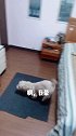 球球到底有多听粉丝的话你往后看哈哈养狗 戏精 宠物成精啦