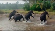 印度一群大象被村民驱赶跑进运河 堤岸湿滑爬不上去被困