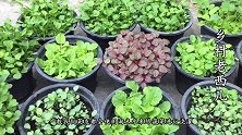 用淘米水对蔬菜浇灌会出现烂根？这才是淘米水正确的使用方法
