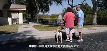 军犬一旦退役后，国家是怎么处理它们的中国的做法值得点赞