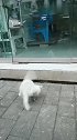 猫：妈有我在这，胆子放大点！
