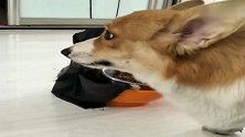 柯基：吃个饭都提心吊胆，就怕骷髅头咬我