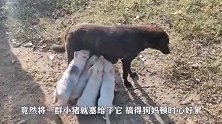 狗妈心好累，养一只小崽很幸运，还要照顾几只小猪