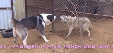 大狼犬隔着铁门对三只土狗，不停的狂吠，这时铁门被打开了