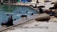 这条狗胆子太肥了，敢咬海狮屁股，把一群海狮赶下水