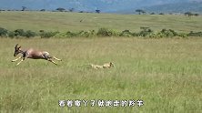 豹子们抓捕落单羚羊，怎料羚羊不好惹，竟将豹子直接踢飞