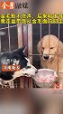 狗界黑恶势力：哈士奇龇牙空口抢食金毛，享受后一脚踹翻食盆