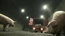 肥猪变飞猪！重庆高速隧道内，“二师兄”趁黑跳车越狱