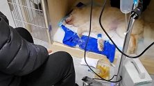 狗狗安乐死前主人拿其最爱火腿含泪告别 狗主人：它就和家人一样