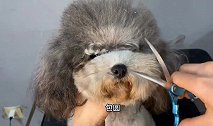 帮狗子剪一个好看的头型