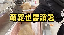宠物也有消暑神器？饮料冰垫齐上阵，你家毛孩子是如何度夏呢？
