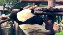 有一种胖叫熊猫虚胖，劈叉翻越样样精通，国宝：这一字马标准不？
