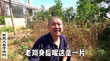 花园里的百日花，开了100天以后，是什么样子的？实拍给您看