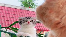 猫星人这个对视太有爱，媳妇好幸福！
