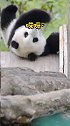 大熊猫像不像早上起不来的你呀？太搞笑了