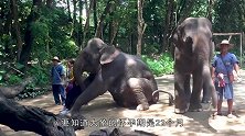发情状态下的大象太可怕，性情暴躁变得好斗，一言不合就打架！