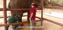 给大象修脚月入十万，就像是在削土豆皮一样，看着真过瘾啊