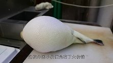 小伙大价钱买来“干瘪河豚”，一刀切开全是“水”，这下亏大了