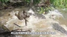 野牛刚伸头准备喝水，就被鳄鱼一口咬住，结局却让人意外