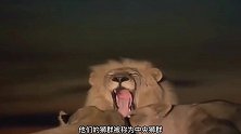 幼崽和母亲被鬣狗分食，人称鬣狗杀手，它就是银泰杜梅拉（上）