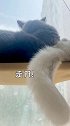 狼狈为奸说的就是他俩吧？萌宠出道计划 呸式vlog 猫咪的迷惑行为 猫薄荷