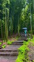 雨中的竹林一片生机盎然
